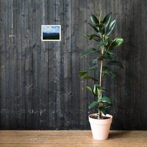 mockup 4dba7af8