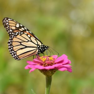 IMG_20161117_100915 - Copy