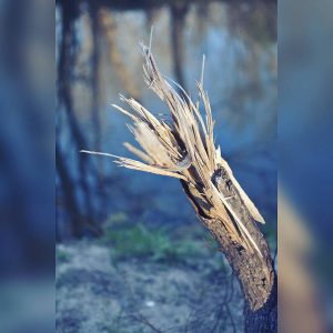 IMG_20170312_184742_370 - Copy