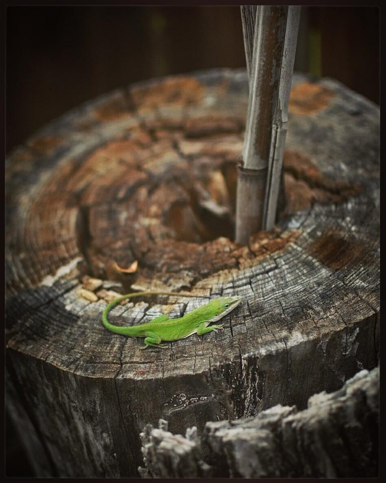 IMG_20170401_205556_640 - Copy