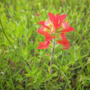 IMG_20170420_194612_909 - Copy