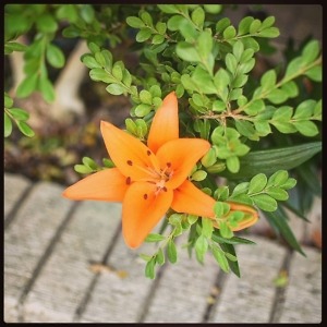 IMG_20170625_220322_251 - Copy